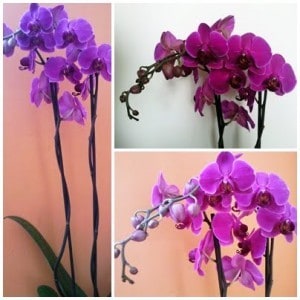 jak pielęgnować storczyki, pielęgnowanie storczyka, orchidea pielęgnowanie, przesadzanie storczyk&oacute;w, podlewanie storczyka