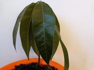Jak wyhodować mango w doniczce