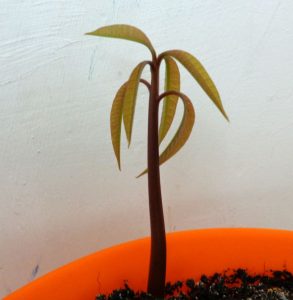 Jak wyhodować mango w doniczce