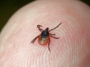 kleszcze ugryzienia, kleszcze jak usuwać, ochrona przed kleszczami,  jak wyrywać kleszcze, kleszcze pęseta, kleszcze masło, kleszcze tłuszcz