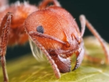Sposoby na ukąszenia owadów i poparzenia pokrzywą
