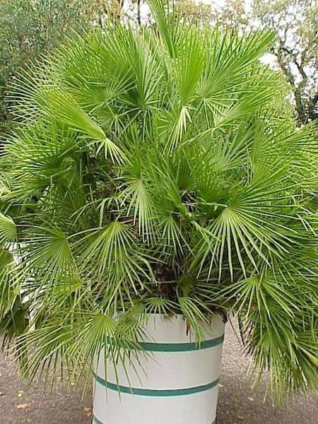 Uprawa palm w domu