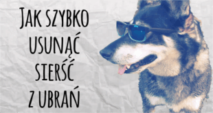 Sposób na usuwanie sierści z ubrań, dywanów i tapicerek